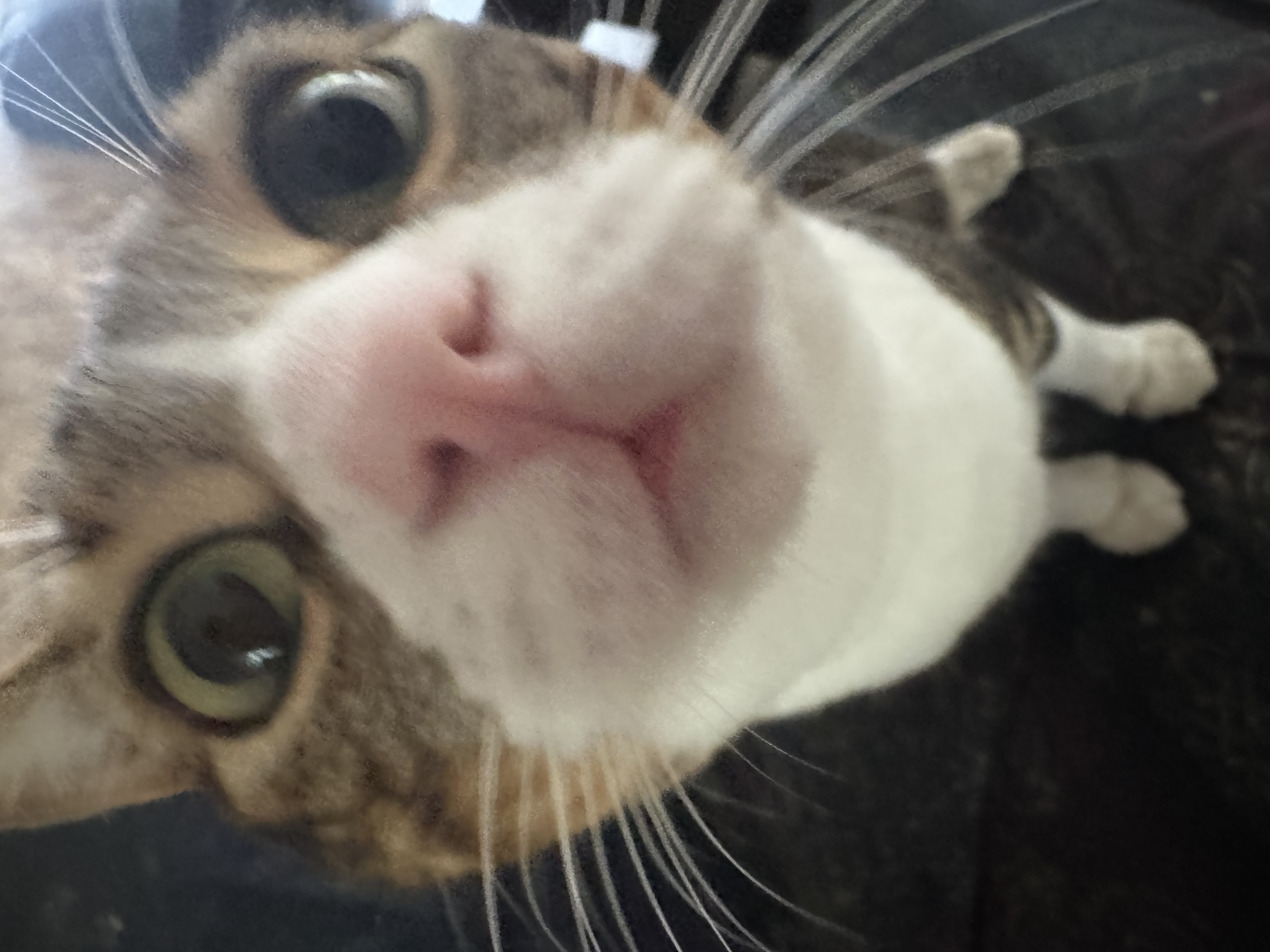 Shem mirando a la cámara