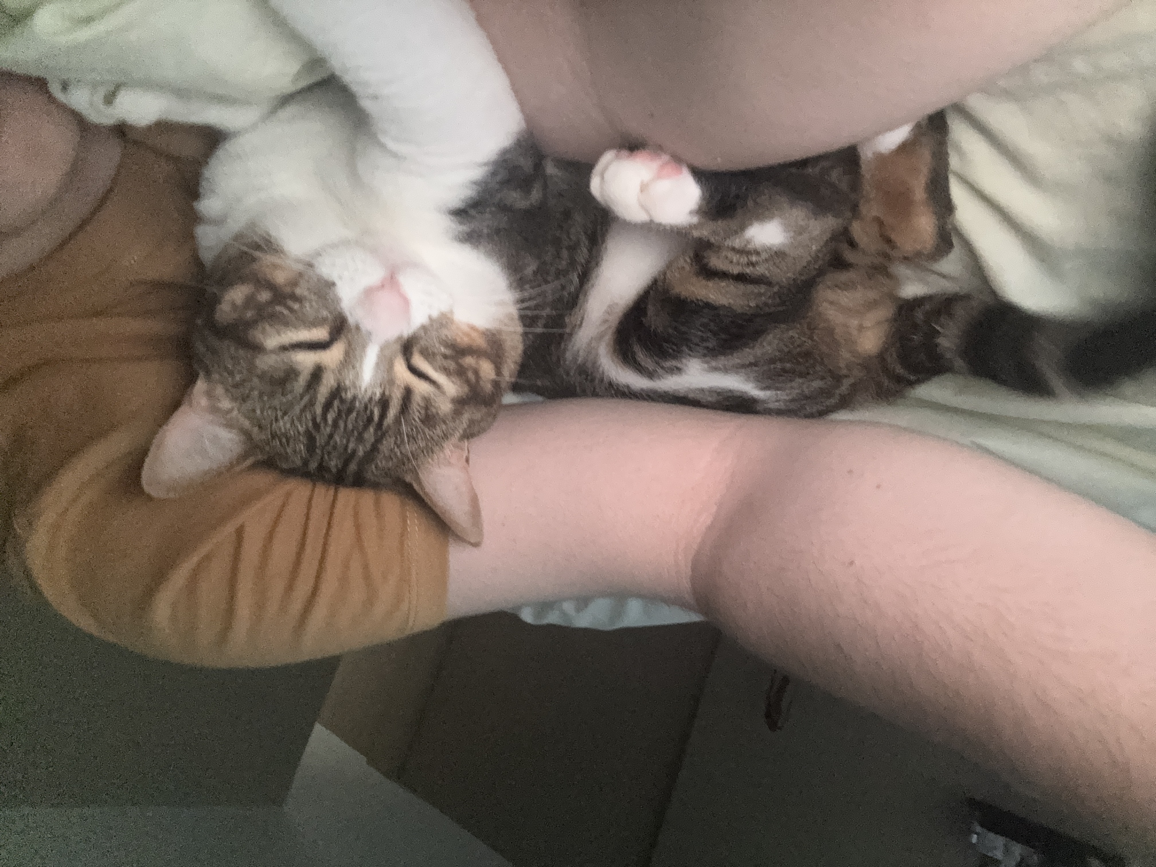 Shem durmiendo plácidamente